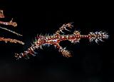 28 Ornate Ghostpipefish